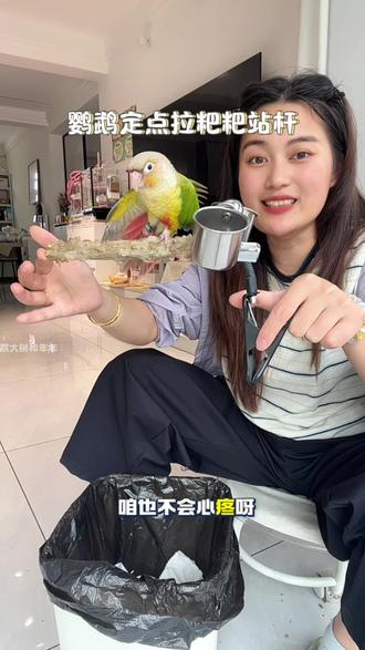 怎么让小太阳鹦鹉快速学会定点拉粑粑?看视频,准备一个花椒木的站杆站夹,可以任意夹在垃圾桶上,不管是休息干饭还是啃咬,训练技能都可以#小太阳拉粑粑 #小太阳定点拉屎 #鹦鹉站杆架 #鹦鹉定点排便神器