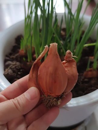 想给小院或阳台增添一抹鲜活绿意?不妨试试火葱!早熟易养,生长周期短,辣味醇厚超提香。葱头入菜还能激发出独特香气,家庭小院种它绝对靠谱~ 要是想让餐桌多一份自家种植的鲜爽,别犹豫,把满满的烟火气种进小院或阳台吧! #在家种菜 #红葱头 #阳台小院均可种植 #新农人计划 #香葱