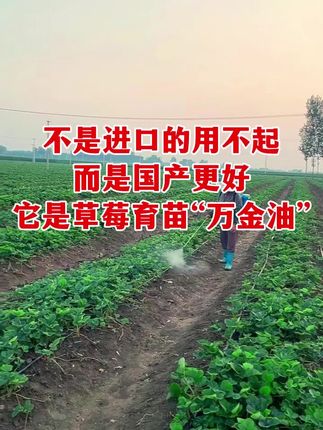 不是进口用不起,而是国产更有性价比,草莓育苗万金油。#草莓种植 #草莓育苗 #农业种植技术 #每植乐花果多
