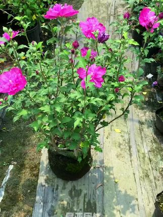 树莓冰沙木槿花#园艺 #花卉绿植