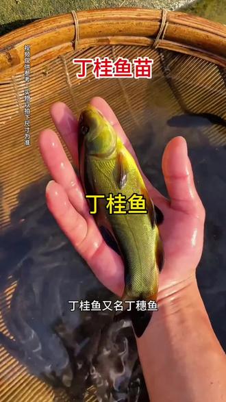 这是鱼中的医生,丁桂鱼,丁桂鱼外号医生鱼,它的体表能分泌出一种粘液来治愈鱼类创伤,提高鱼塘整体抵抗力,并且丁桂鱼的生存能力也很强,能生活在鲤鱼、鲫鱼都不能容忍的水域,连新手也能轻松养殖#水产养殖 #农村创业养殖 #水产人 #丁桂鱼苗批发 #自家养殖