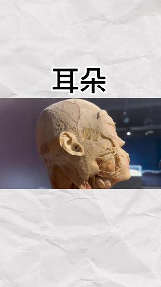 耳朵是人体唯一不会停止生长的器官#生命科学 #人体结构 #科普一下 #科普分享 #每天跟我涨知识