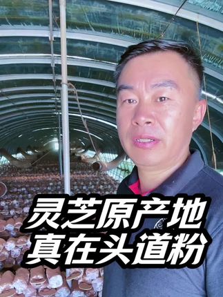 山东冠县灵芝基地头道灵芝孢子粉#农业种植 #智慧农业 #农业科技 #我为家乡代言 #知识分享