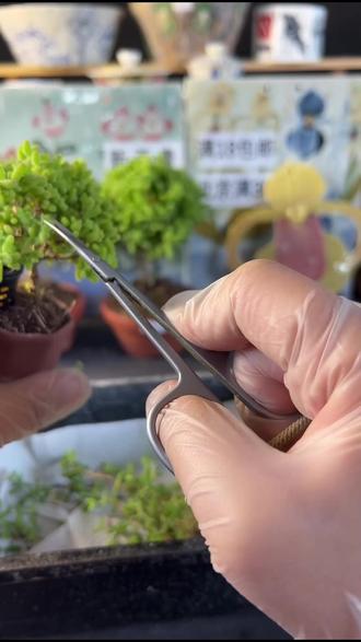 枝干番杏蜜桔糖球!满18就能包邮哦
