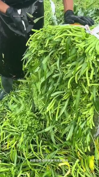 这些蔬菜一定要少吃!#蔬菜农残 #检测机构 #成分分析 #配方还原 #科普
