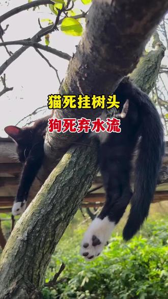 老辈人说,猫死挂树头,狗死弃水流,你知道什么意思吗?#狗狗 #养狗经验分享 #养狗人 #科学养宠攻略 #萌宠好物