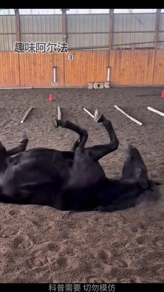 马为什么喜欢放屁?马为什么吃马粪? #马 #有趣的动物 #马胀气放气 #动物的迷惑行为 #神奇动物