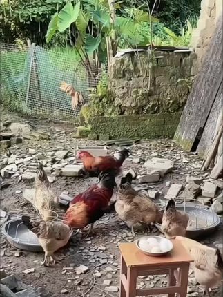 #生态散养土鸡 #跑山鸡 #正宗土鸡 #营养好吃又健康 #热门扶持计划