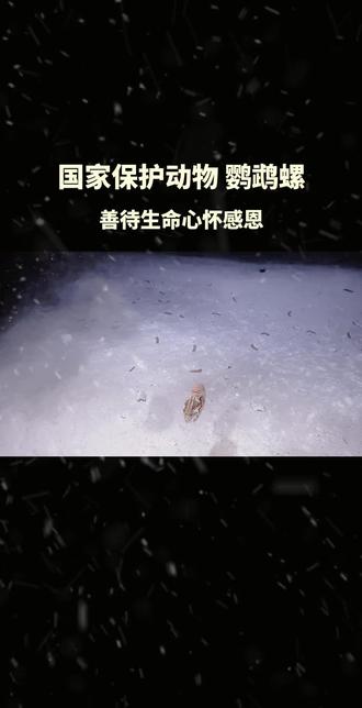 远古祖先 地球原住民 国家一级保护动物 鹦鹉螺 佛系生物 ##海洋生物 #远古生物 #人与动物和谐共处 #人与自然和谐共处 感恩宇宙 感恩地球母亲赋予我们生命 善待生命心怀感恩 感恩遇见 感恩有你 善待别人=善待自己