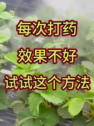 每次打药效果不好试试这个方法#打药 #草莓 #@