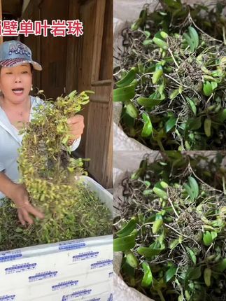 【蛟哥土特产】高山峭壁单叶岩珠#乡村助农#好物推荐#爆款热卖中#厂家直发#超便宜超划算