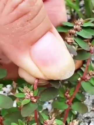 地锦草干货,自然晾晒,干净无杂质,泡茶泡水喝都不错#地锦草 #干货分享 #泡茶 #滋补养生 #在抖音入手的好东西