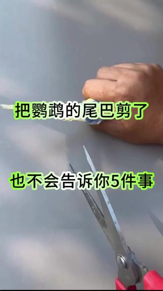 就算你把鹦鹉尾巴剪了,它也不会告诉你的几件事情#养鹦鹉日记 #鹦鹉日常