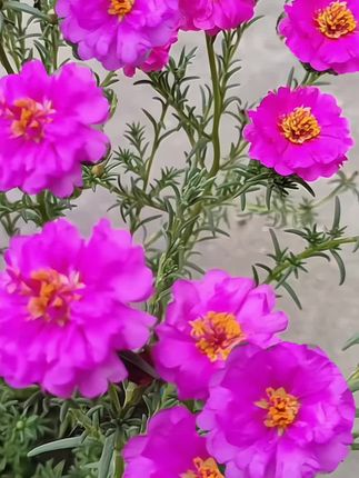 #花花草草让人心情愉悦 #重瓣太阳花 #我的花花草草🌸🌸