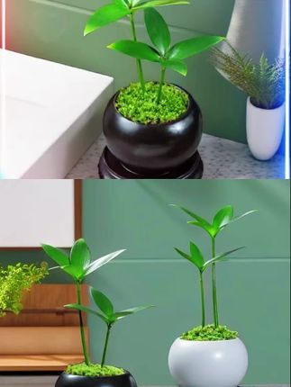 竹柏四叶草绿植花卉室内办公室桌面创意盆栽盆景四季好养种好发货#四叶草盆栽