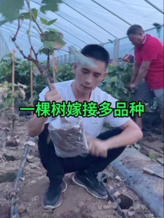 一棵树上嫁接多品种葡萄#农业种植 #种植葡萄苗 #三农