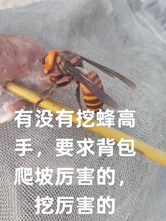 #马蜂 #神奇动物在抖音