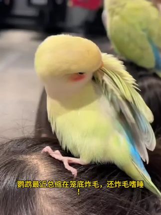 #鹦鹉没精神 #鹦鹉刀胸 #鹦鹉缺钙 #鹦鹉炸毛嗜睡 #鹦鹉呆立