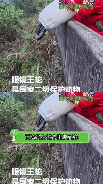 离谱!城区抓蛇放生山林,村民:风险全丢给我们? #社会热点 #野生动物放生 #城乡生活