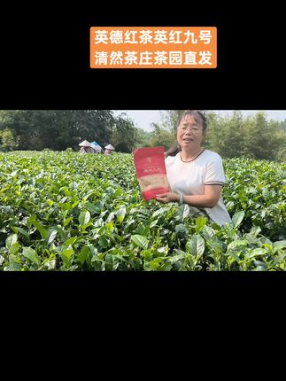 #抖音助农扶农 #好茶现摘现炒现卖#英德特色英红九号红茶