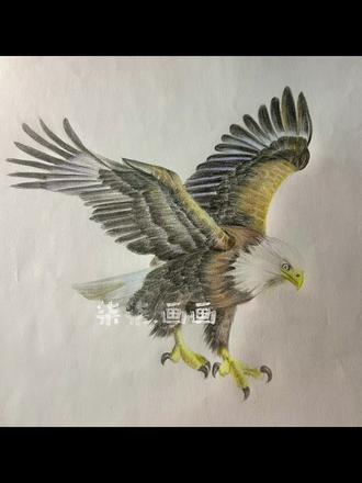 白头海雕(白头鹰)#画画 #绘画教程 #画画 #动物世界 #鹰