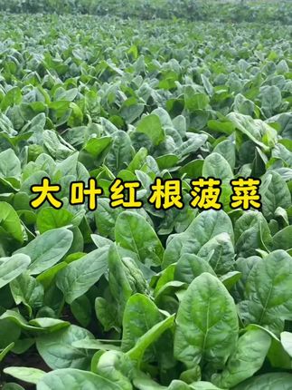 大叶红根菠菜 生长速度快 即耐高温 又抗严寒 口感好现在正是种植的好时候#农业种植 #在家种菜 #蔬菜种子 #大叶红根菠菜 #菠菜种植