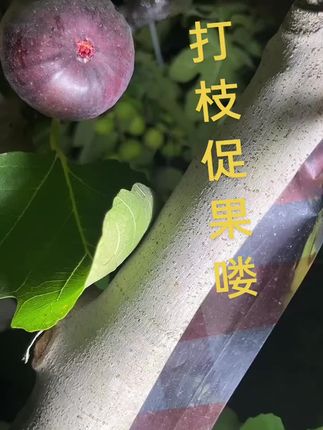 #优质农产品 #无花果 #强烈推荐