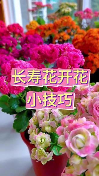 长寿花开花小技巧#花卉绿植 #养花小知识