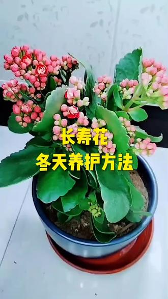 长寿花冬天养护方法#我的花花草草🌸🌸 #花卉绿植 #种植小技巧 #多肉 #养花