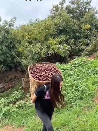 #板栗#