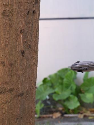 害怕neo2的云台撞击损坏,可以试试这个云台防撞杠 #斯达飞 #大疆neo2 #防撞 #保险杠 #无人机配件