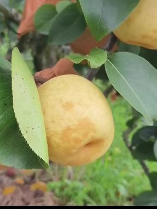 宝~要不要吃水晶梨,清甜多汁又无渣的潭岭水晶梨。 西瓜消暑但湿热,水晶梨消暑又润肺,中果连箱十斤装只需00.0元包邮到家#新鲜采摘