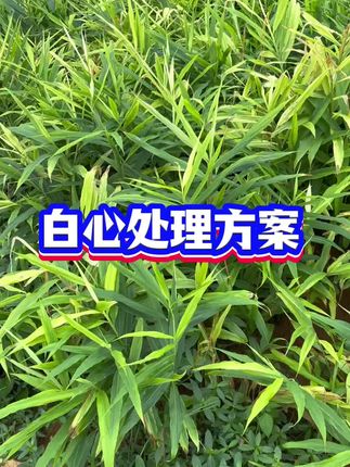白心处理方案#生姜 #生姜种植 #生姜种植技术