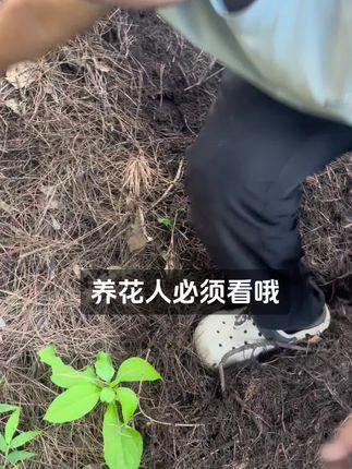 #养花 #养花小知识