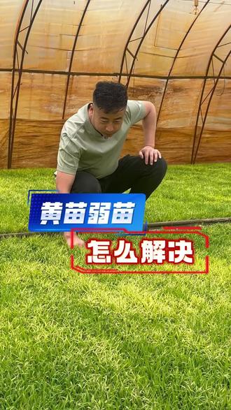 水稻黄苗弱苗怎么办?秧苗素质差怎么解决?#水稻#水稻秧苗#大棚#稻苗