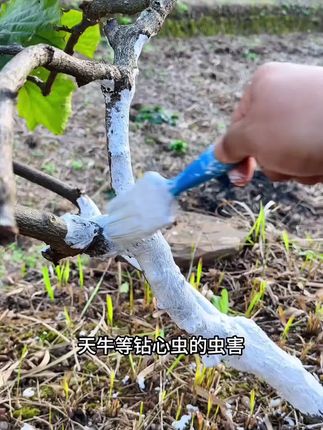#树干涂白剂 #树干涂白 #涂白剂 #三农 #农技推广