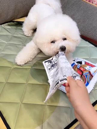 小狗也不想拆家,它只是太无聊了,给它一张撕不烂的响纸吧#养狗经验分享 #狗狗 #狗狗玩具 #宠物玩具 #新手养狗