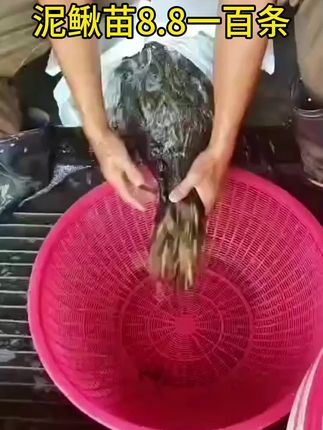 泥鳅泥鳅苗泥鳅6元1斤批发泥鳅苗泥鳅活饵 广东泥鳅苗批发鲈鱼饲料 泥鳅6元1斤批发十斤泥鳅苗泥鳅打窝6元一斤 三农流量扶持计划#泥鳅 #泥鳅苗 #三农 #泥鳅批发 #泥鳅