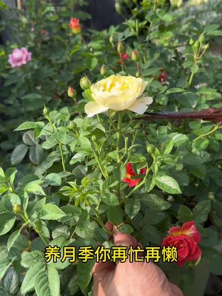 养月季在再忙再懒,也要做好这件事#养花小知识 #养花 #花卉绿植