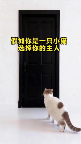假如你是一只小猫,选择你的主人 #小猫 #AI选择 #选择房间