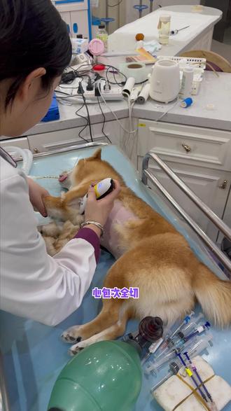 宠物乳糜胸为什么要做心包次全切 #北京宠物医院 #宠物 #24小时宠物医生 #养宠 #萌宠