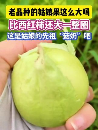 老品种的菇娘果这么大吗 #姑娘果 #水果 #生鲜