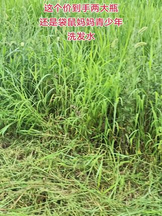 袋鼠妈妈青少年洗发水专为初高中学生设计,控油去屑效果嘎嘎好,孩子运动过后也能保持头皮清爽、发飘逸,男孩女孩都喜欢#青少年洗发水#学生党#袋鼠妈妈#生活必备