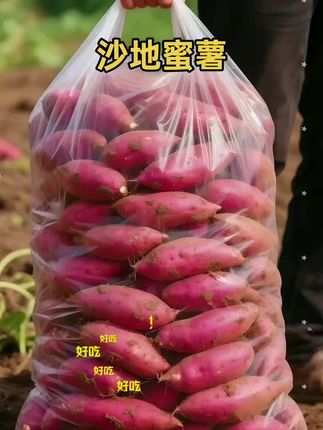 沙地蜜薯到手5斤 蒸熟后的沙地蜜薯,外皮微微开裂,露出内里橙红流心的果肉,热气裹挟着香甜的薯香扑面而来,用筷子轻轻一戳就能感受到软糯绵密的口感,果肉上还挂着晶莹的糖丝;#沙地蜜薯 #优质农产品 #烤红薯 #好吃到停不下来
