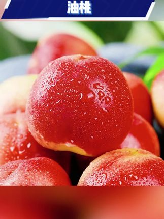 #油桃 #珍珠枣油桃 #脆桃 #油桃水果 #油桃推荐 【珍珠枣油桃-离核脆甜】露天头茬麻点油桃脆桃新鲜应季水果