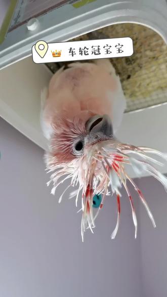 #鹦鹉 #鹦鹉鹦鹉萌萌哒逗鹦鹉 #车轮冠鹦鹉