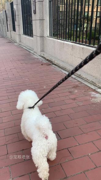 你还知道哪些危险食物#养狗人 #狗狗 #养宠知识 #狗狗食物