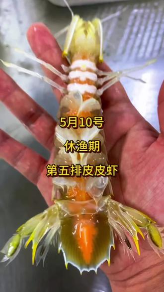 #纯野生皮皮虾 #今日皮皮虾 5月10号休渔期广东茂名博贺港码头第五批皮皮虾回港啦,今天才19块一斤
