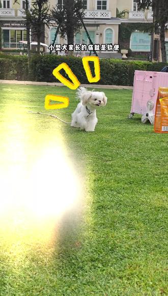 每天和软便斗智斗勇的家长一定要试试它 #麦富迪乐活冻干狗粮 #狗粮 #狗狗 #麦富迪 #吃货狗