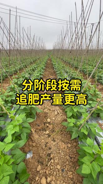 分阶段按需施肥产量更高#豆角种植 #豆角种植技术 #豆角高产技术